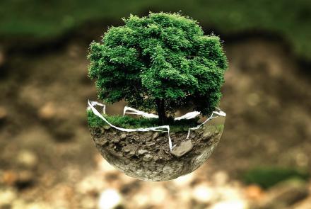 Monteco - Al Servizio dell'ambiente e del cittadino Albero in una palla di vetro, natura
